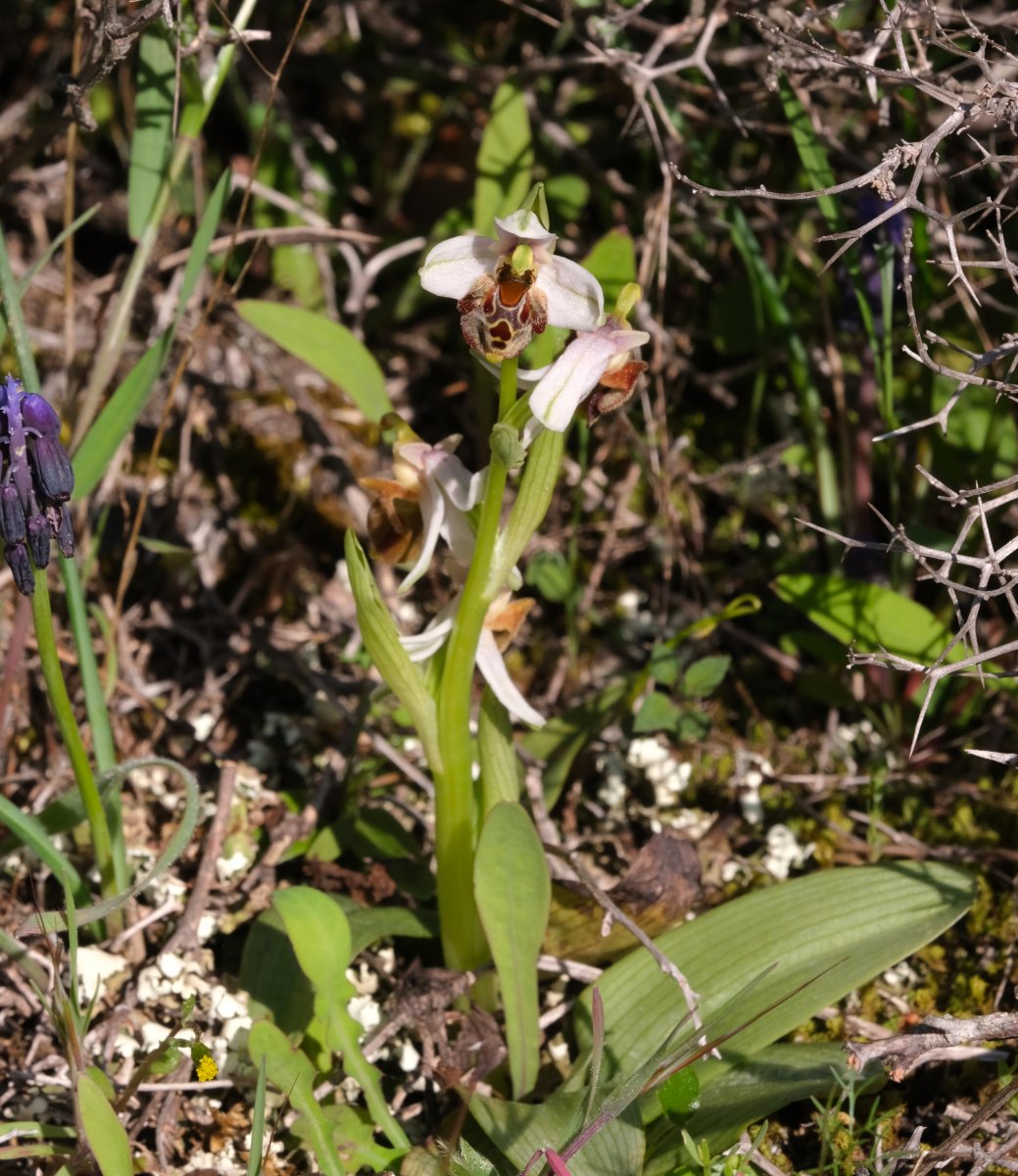 Ultime orchidee per quest''anno - Dalla Grecia con passione